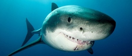 英摄影师海中"玩命"拍下大白鲨微笑照
