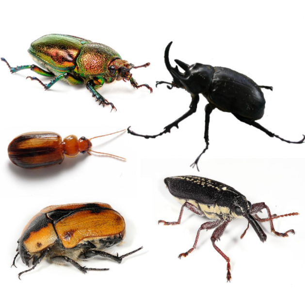 英研究发现雌性甲壳虫可控制性别(图)