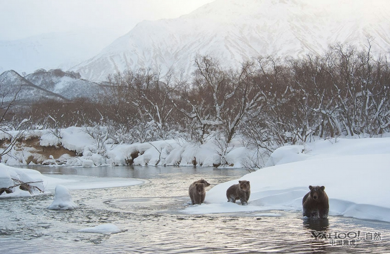 冬季堪察加的野生动物(组图)