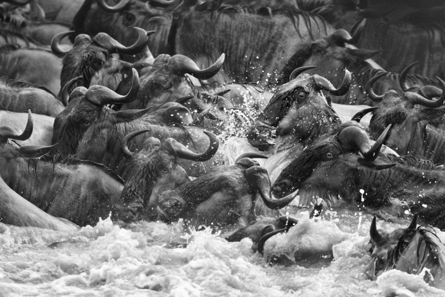 摄影师镜头下的东非塞伦盖蒂国家公园(组图)
