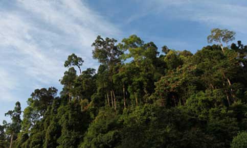 图：苏门答腊岛的热带雨林自环境新闻资讯门户网站Mongabay