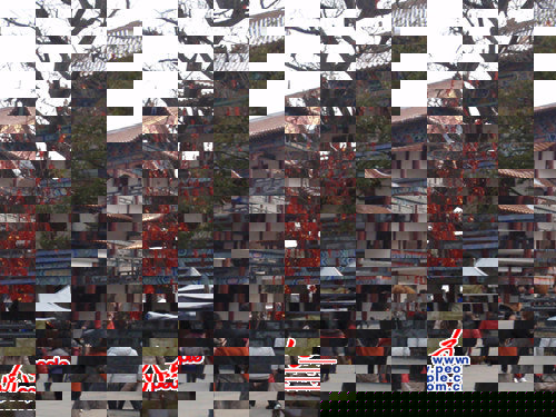 1400岁的唐代银杏树承载着人们满腔的期盼摄影 人民网 黄蓓蓓
