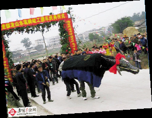 舞春牛 - 国内舞讯 - 深圳舞蹈网