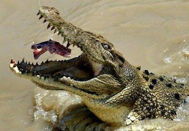 全球动物袭击游客恐怖瞬间:鳄鱼咬死孩童(组图)