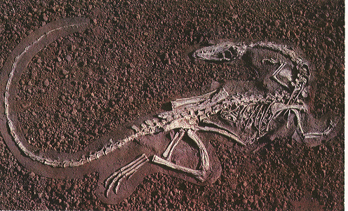 小型肉食性恐龙美颌龙:体重可能还不及一只猫重.
