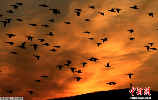 2012年2月2日，捷克布尔诺，万只野鸭集体飞过天际。