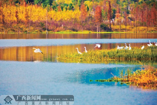 南宁相思湖湿地公园引来珍稀白鹭栖息过冬(组图)
