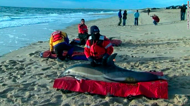 中新网2月7日电 据美国有线电视新闻网(CNN)报道，自上个月以来，有超过百头海豚在美国东北部马萨诸塞州海岸搁浅，目前已有92头海豚死亡。专家称，这是创纪录的海豚搁浅事件。