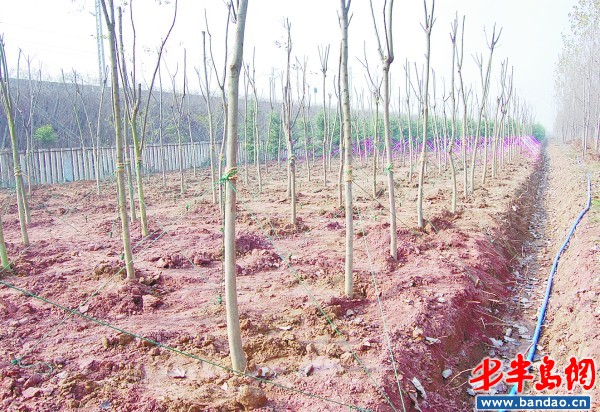 绿化大沽河42公里   2月7日,记者从胶州市林业局获悉,大沽河绿化图片