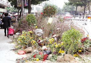 昨日,禅城区普君北路非机动车道,被市民丢弃的年花,年桔成堆.