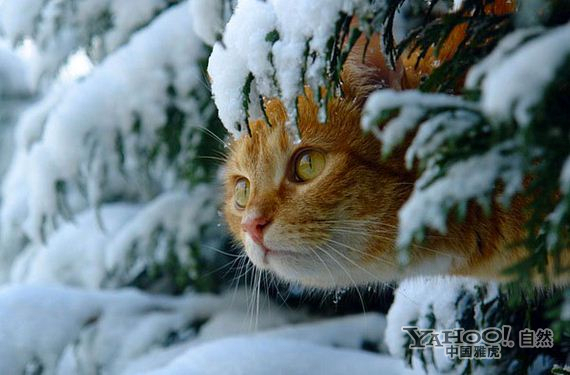 动物趣图:雪中撒欢的猫咪