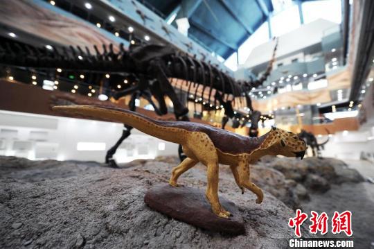 一具恐龙模型与其身后巨大的亚洲第一龙化石相映成趣。刘新 摄