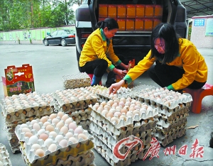 广深食客抢购清远鸡蛋(图)