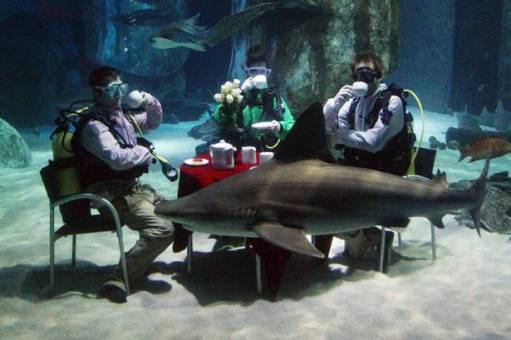 伦敦一间水族馆潜水员开办水下“茶话会”，鲨鱼就在身旁游来游去