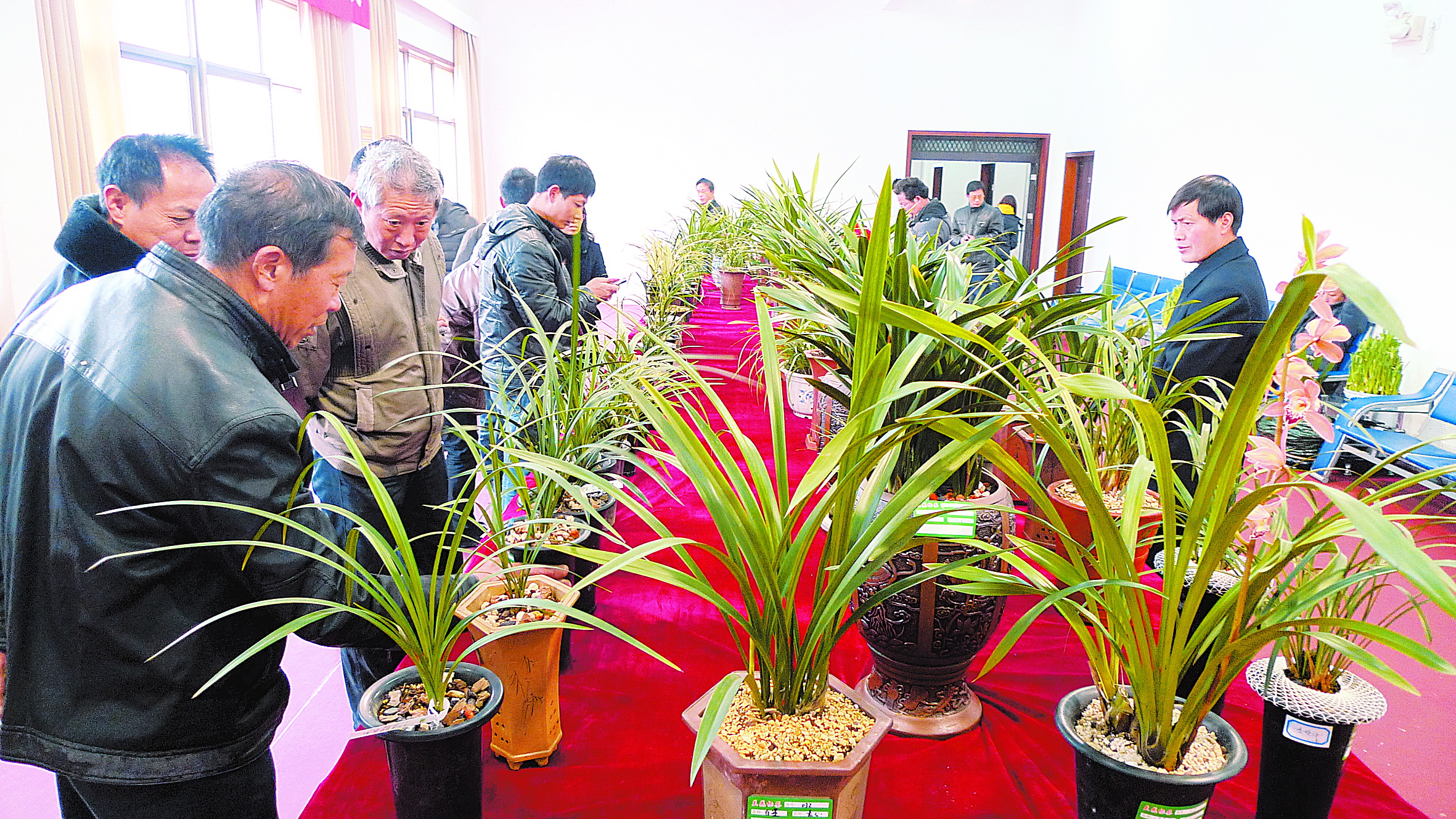 "2月12日,郴州市2012年春季兰花展在市林业局展览大厅举行.