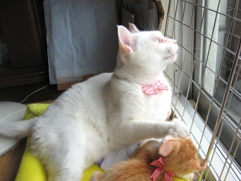 萌猫搞笑瞬间大盘点(组图)