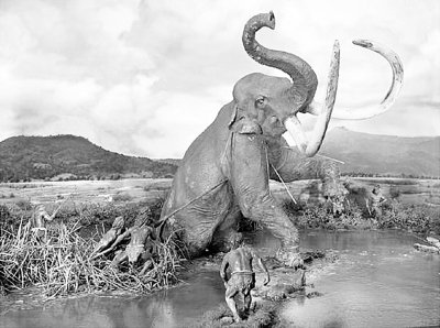 考古显示,大约40万年前大象消失,这改变了直立人的食物结构,对直立人