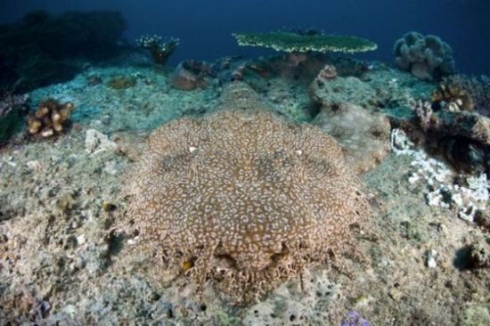 它们以其它鱼类和海洋生物为食,但是最近在澳大利亚大堡礁水域,科学家