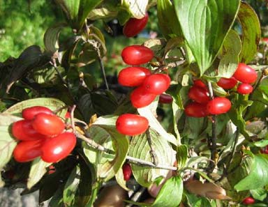 山茱萸茶