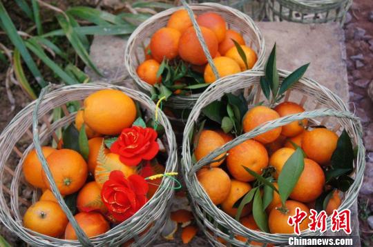 百余情侣相约三峡玫瑰香橙果园共度情人节(