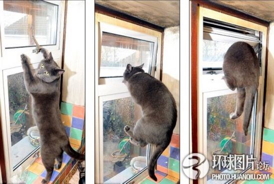 主人与宠物间的感人故事