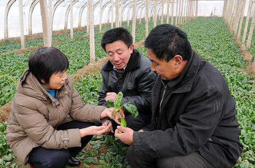 2月15日,河北省新河县农业局技术员付立娟(左)在郝苗村一大棚内给农民