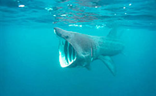 (化石网/歆塬编译)新研究显示海洋中众多巨型动物的滤食性习性是经