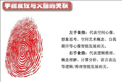 反应我们大脑顶叶区的功能，从皮纹学的研究得知，中指可以显示我们的感官知觉-体觉能力。