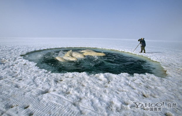 冻结瞬间:世界上最冷地方的野生动物(组图)