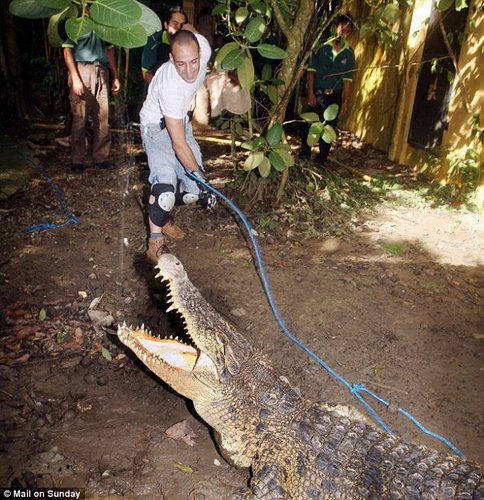 乌干达食人巨鳄被捕获 咬死15岁男孩绰号卡扎