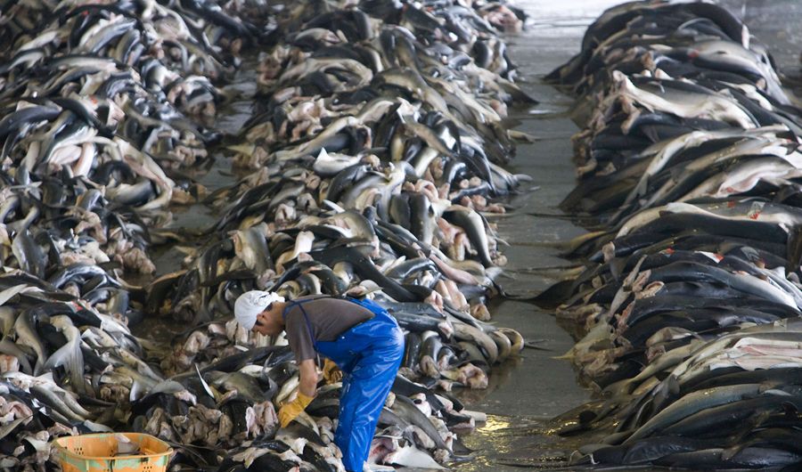 触目惊心的猎杀鲨鱼 全世界90%鲨鱼已消失(组