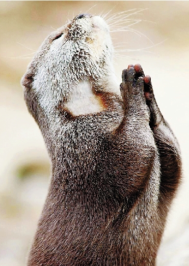 摄影师拍摄超萌动物照 水獭双手合十祈祷(图)