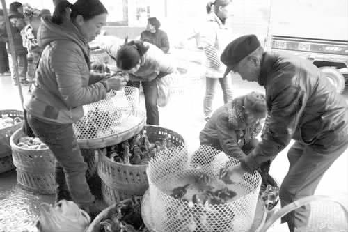 隆回县金石桥镇农民在禽苗市场选购优质鸭苗(