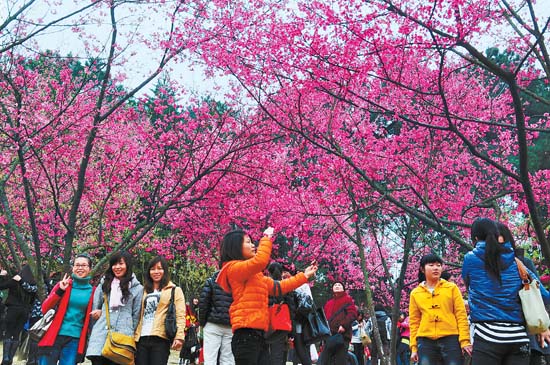 游人在广西南宁市石门森林公园樱花谷欣赏樱花