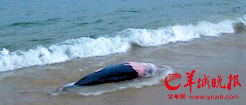 深圳金沙湾疑似海豚尸体躺在游泳区(图)