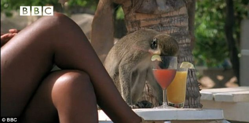 嗜酒的猴子在“偷喝”海滩游人的酒
