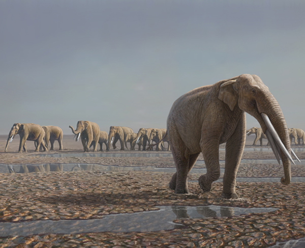 发现了一组保存完好的哺乳动物脚印化石,那是700万年前一群大象留下的