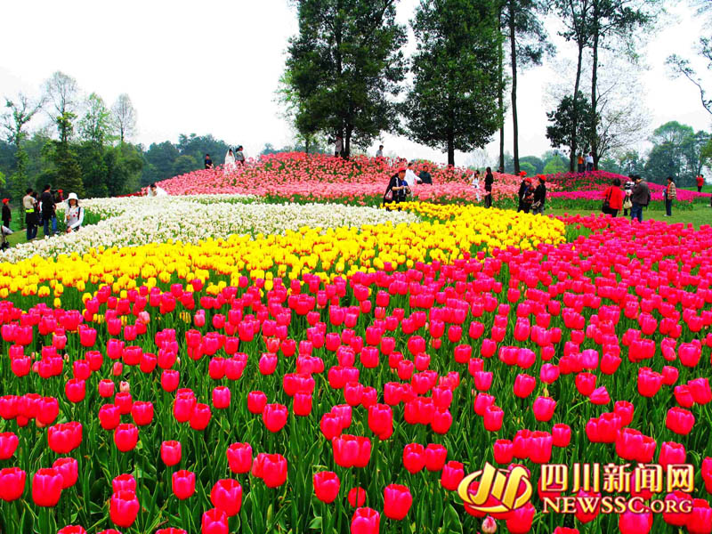 成都石象湖郁金香节将在蒲江石象湖生态风景区