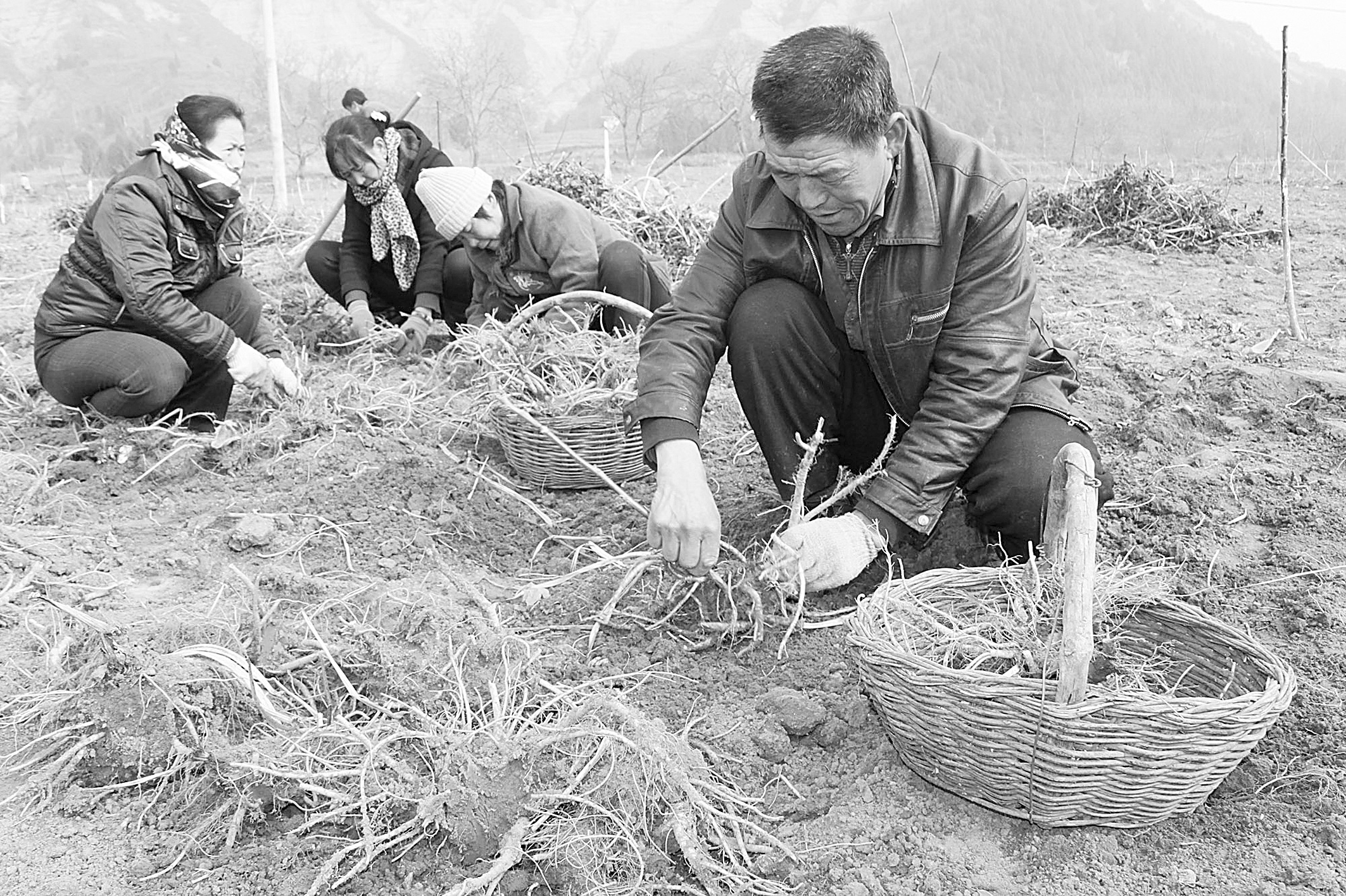 2月28日,陇县东风镇杜阳村药材种植大户张志祥(右一)在挖药材.