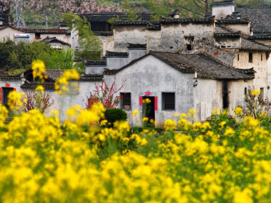 做个花痴 初春国内赏花地推荐(组图)