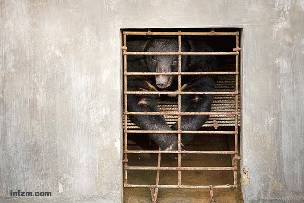 福建泉州市惠安县“归真堂”熊场，一头即将被采集胆汁的黑熊，透过笼舍张望着。笼外，许多企业把它当成“摇钱树”。 （贾代腾飞/图）
