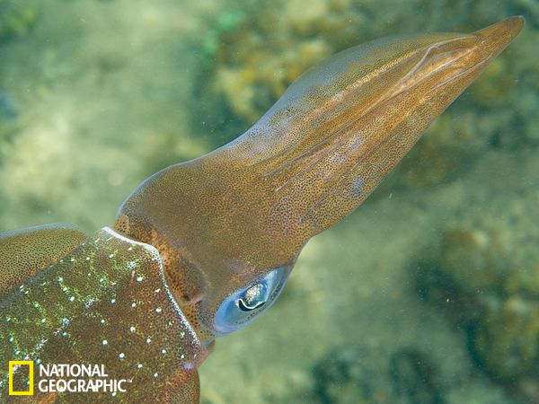 加勒比海暗礁鱿鱼的眼睛