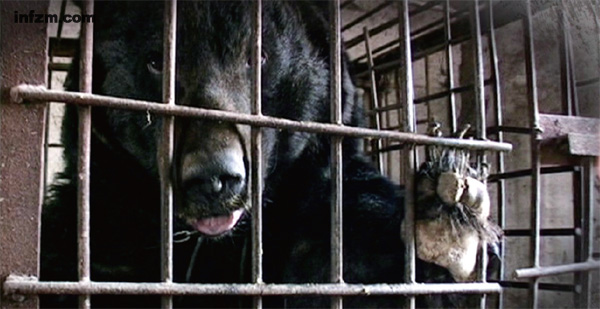《月亮熊》制作者在东北拍摄到的熊笼，他们总觉得笼中的熊在向自己求救。拍摄者希望这部纪录片能“给归真堂的利益集团们致命一击”。 （受访者/图）