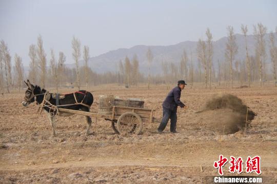 图为农民赶着毛驴耙地,压地,施农家肥.