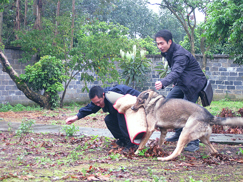 走进警犬训练基地睹神犬风采 体验驯犬员艰辛(图)