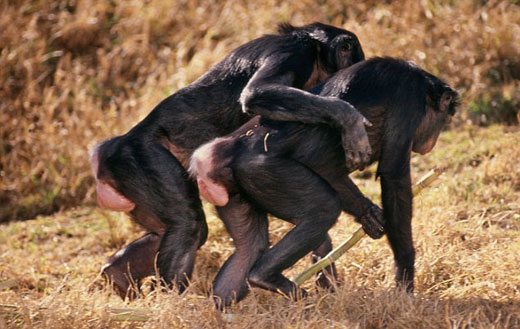 倭黑猩猩 倭黑猩猩最臭名昭著 人与黑猩猩杂交