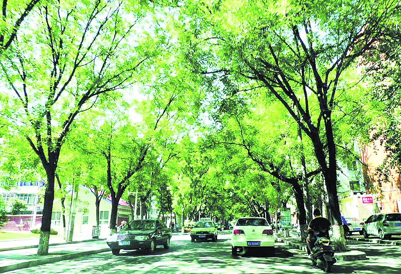 连日来,不少读者打来,推选自己心中的行道树,多数市民更钟爱
