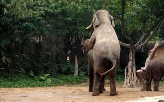 实拍大象逞强与犀牛交配 发情动物干出的荒唐