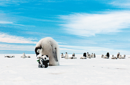 南极企鹅的盛装舞步(组图)