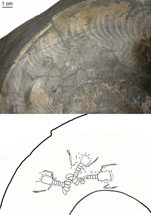 镰菊石化石原貌及素描图